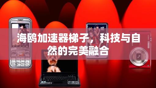 海鸥加速器梯子,科技与自然的完美融合 海鸥加速器梯子,科技与自然的完美融合